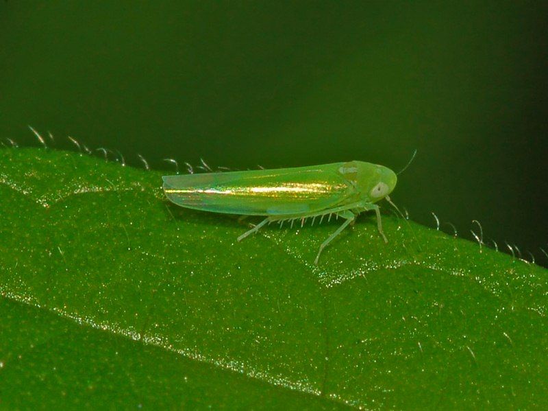 File:Cicadellidae - Empoasca decipiens-1.jpg