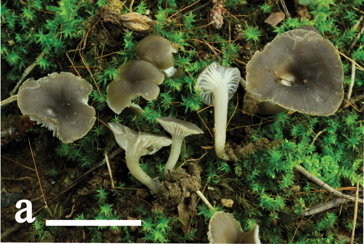 File:Clavariaceae (10.3897-mycokeys.57.36416) Figure 2a.png