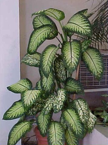 File:Dieffenbachia seguine-02.jpg