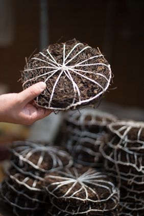 File:Dried Eastern brakenfern.jpg