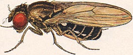 File:Drosophila virilis male.png