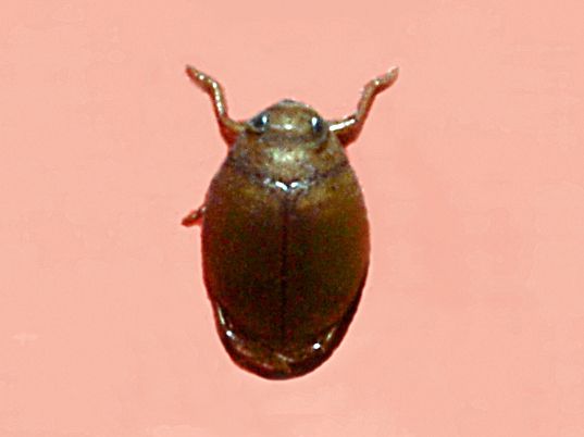 File:Dytiscidae - Hyphydrus ovatus.JPG