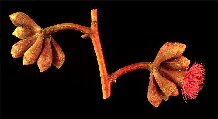 File:Eucalyptus lansdowneana buds.jpg