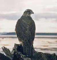 File:Falco rusticolus.jpg