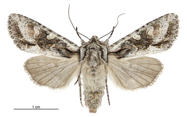 File:Graphania mutans female.jpg