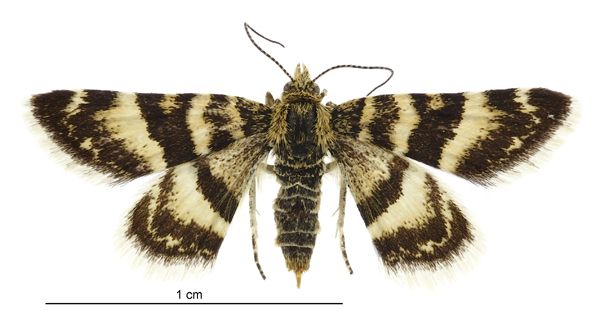 File:Notoreas ortholeuca female.jpg