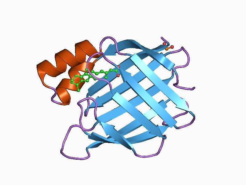 File:PDB 1cbq EBI.jpg