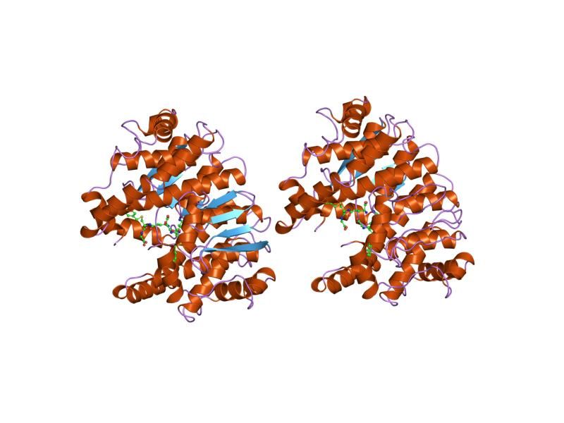 File:PDB 1guh EBI.jpg