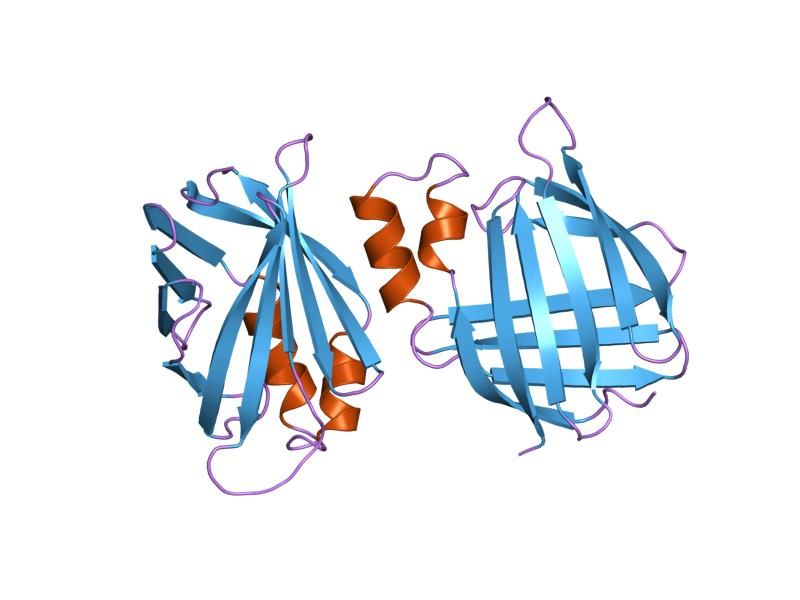 File:PDB 1xca EBI.jpg