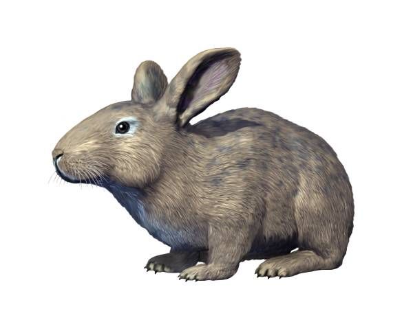 File:Palaeolagus NT small.jpg