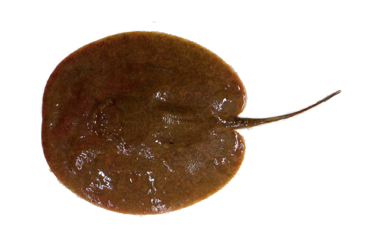 File:Paratrygon aiereba (19757).png