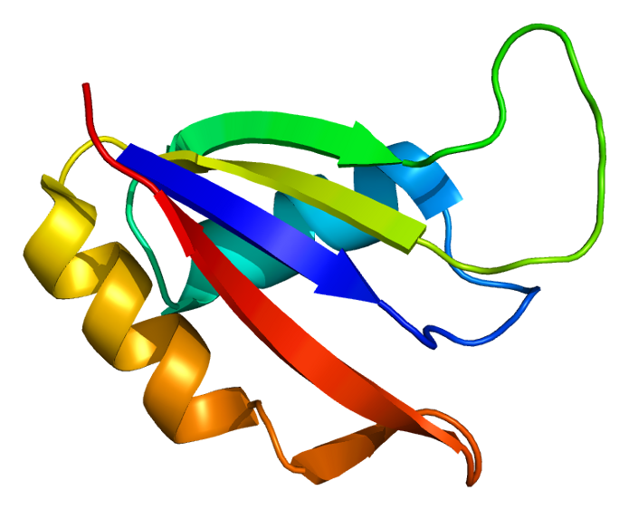 File:Protein THOC4 PDB 1no8.png