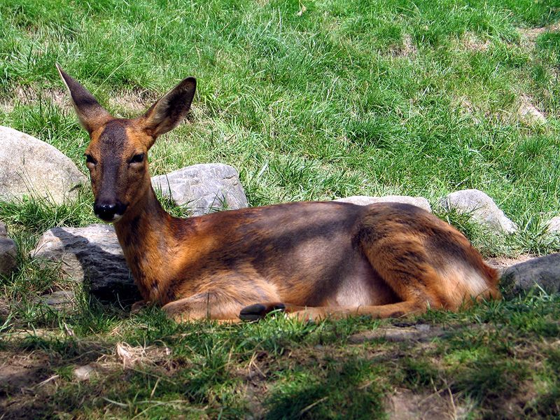 File:Roe deer chevreuil pyrenees.jpg