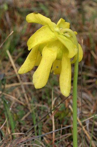 File:Sarracenia flavaPCCA20060423-3391B.jpg