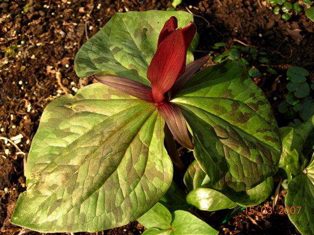 File:Trillium kurabayashii.jpg