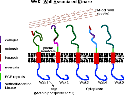 File:WAKs and Pectin in Cell Wall.png