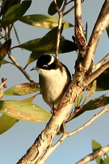 File:White-throated Honeyeater.jpg