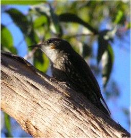 File:WhiteThroatedTreecreeperFemale Zarni02.jpg