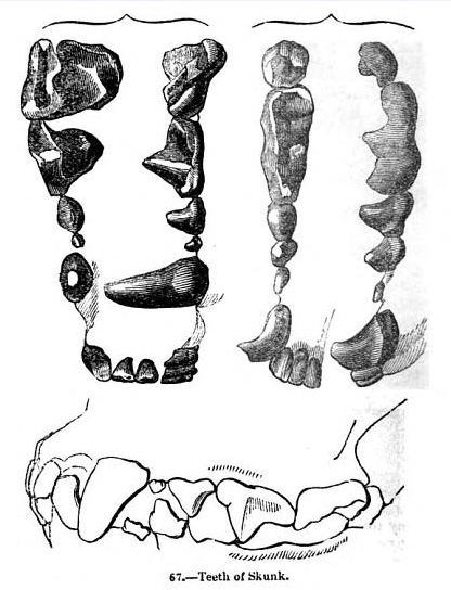 File:Animaldentition mephitismephitis.png