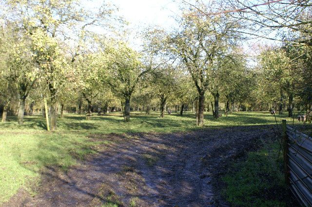 File:Apple Orchard - geograph.org.uk - 87025.jpg