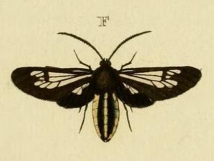 File:Autochloris almon Cramer 1779.jpg