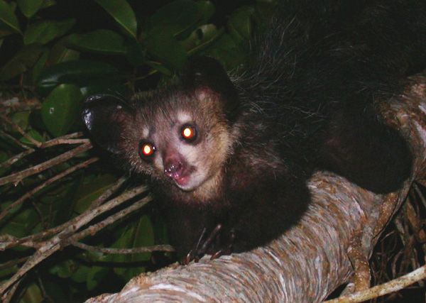 File:Aye-aye (Daubentonia madagascariensis) 4.jpg