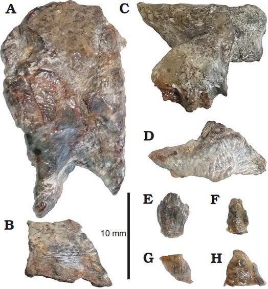 File:Bienosaurus skull bones.jpg