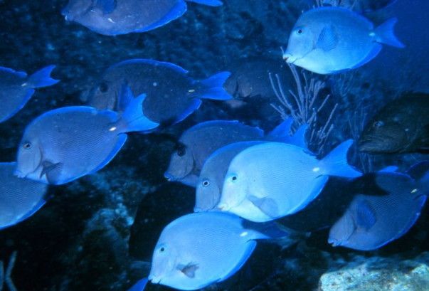 File:Blue Tang.jpg