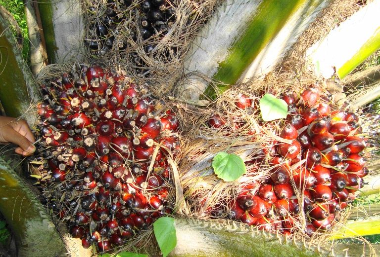 File:Buah kelapa sawit (46).JPG