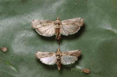 File:Cactoblastis cactorumIB0020-2.png