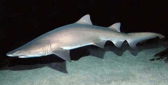 File:Carcharias taurus SI.jpg