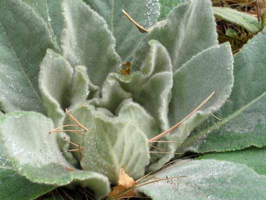 File:Common Mullein closeup.jpg