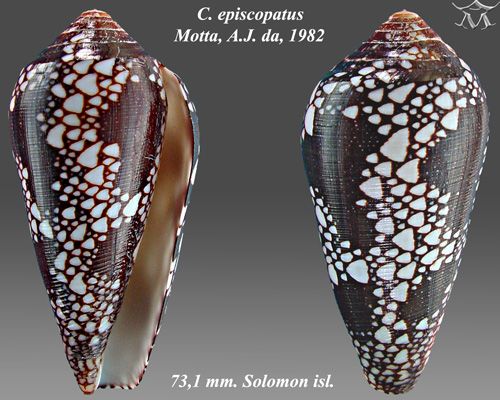 File:Conus episcopatus 3.jpg