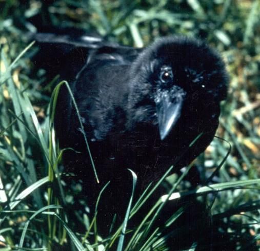 File:Corvus hawaiiensis in grass.jpg