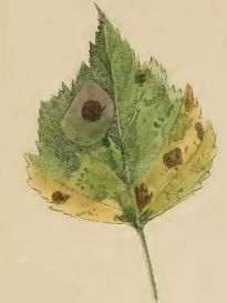 File:Ectoedemia occultella mined birch leaf.JPG