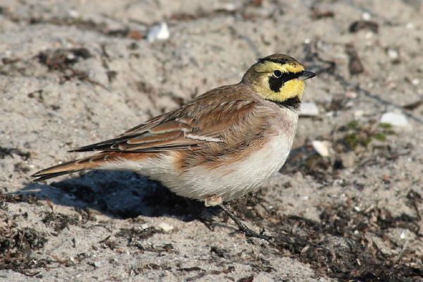 File:Eremophila alpestris2.jpg