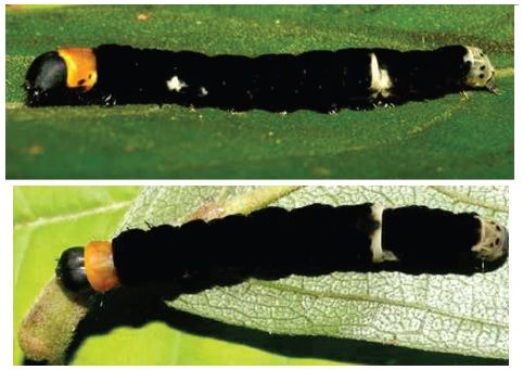 File:Ethmia lichyi larva.jpg