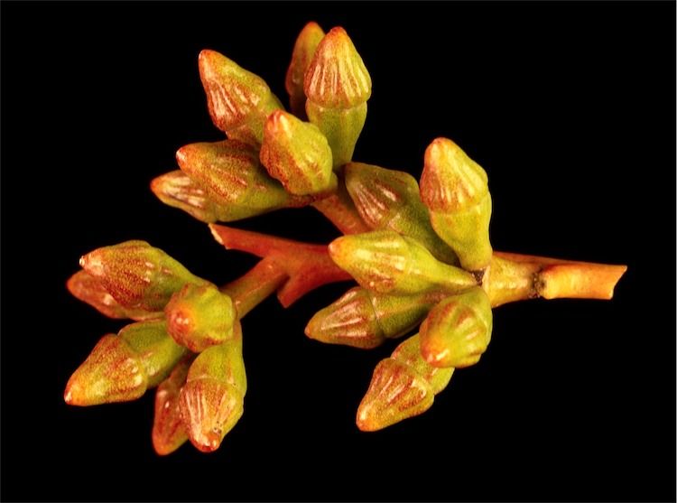 File:Eucalyptus fraseri buds.jpg