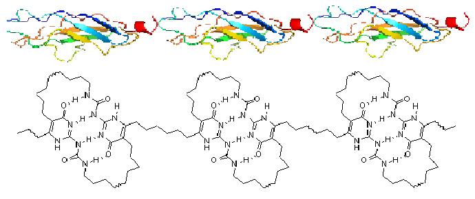 File:Fig 2. A titin-mimicking supramolecular polymers.png