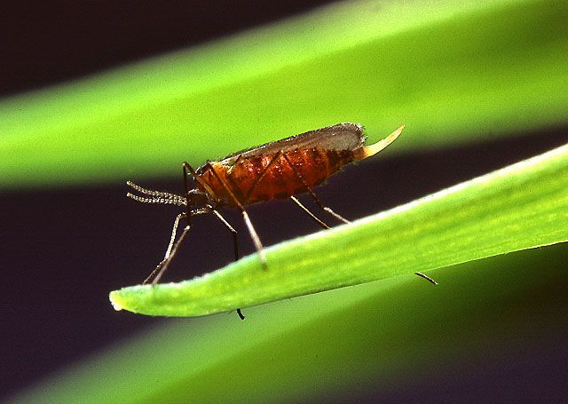 File:Hessian fly.jpg