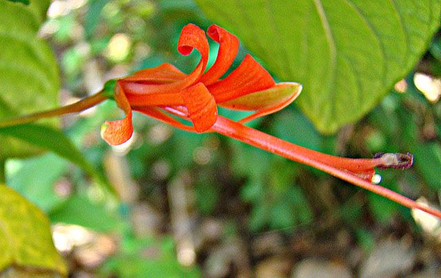 File:Lopezia longiflora (9541387039).jpg