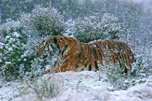 File:Madonna in snow.jpg