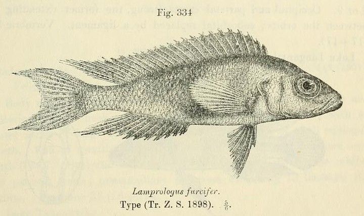 File:Neolamprologus furcifer.jpg