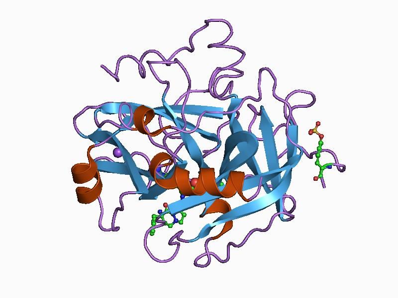 File:PDB 1a5g EBI.jpg