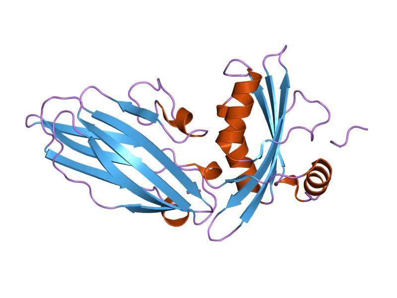 File:PDB 1kyd EBI.jpg