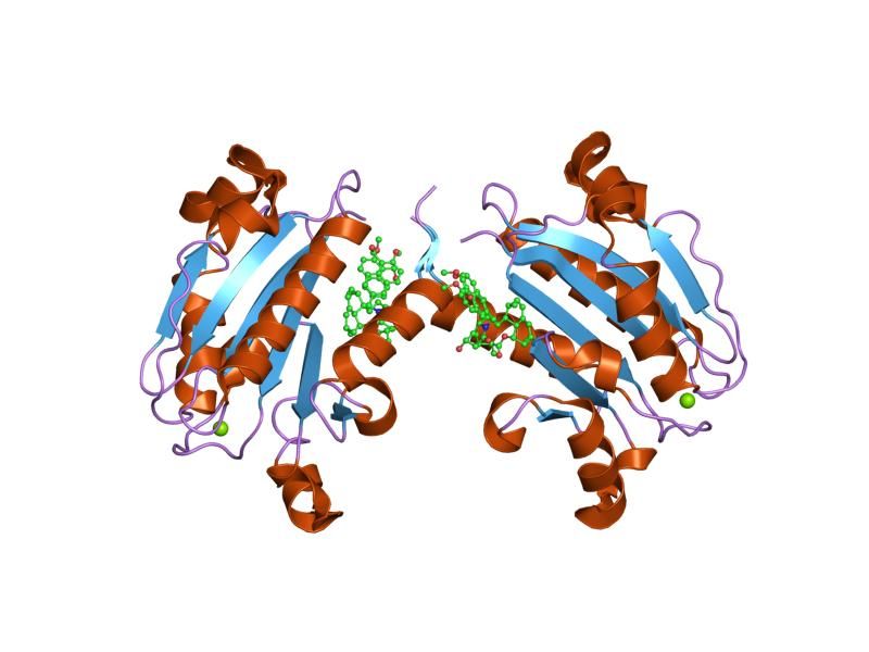 File:PDB 1xdd EBI.jpg