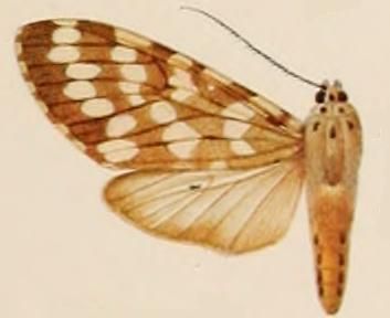 File:Phaegoptera fasciatus.JPG