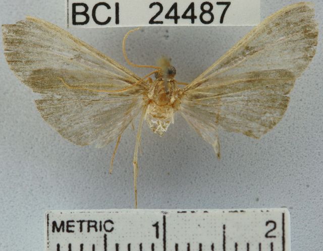 File:Pilocrocis musalis.JPG