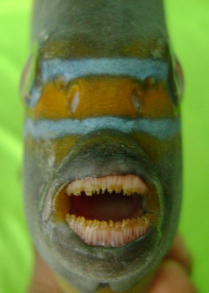 File:Pomacanthus annularis, dientes.jpg