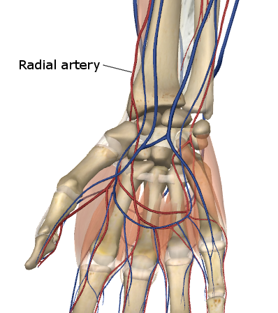 File:RadialArteryWristPalmView.png